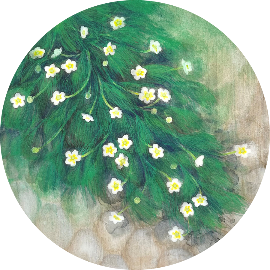 「きよらか」